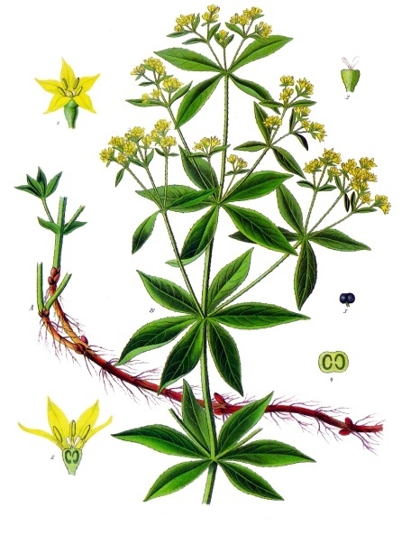 Rubia_tinctorum_-_Köhler–s_Medizinal-Pflanzen-123